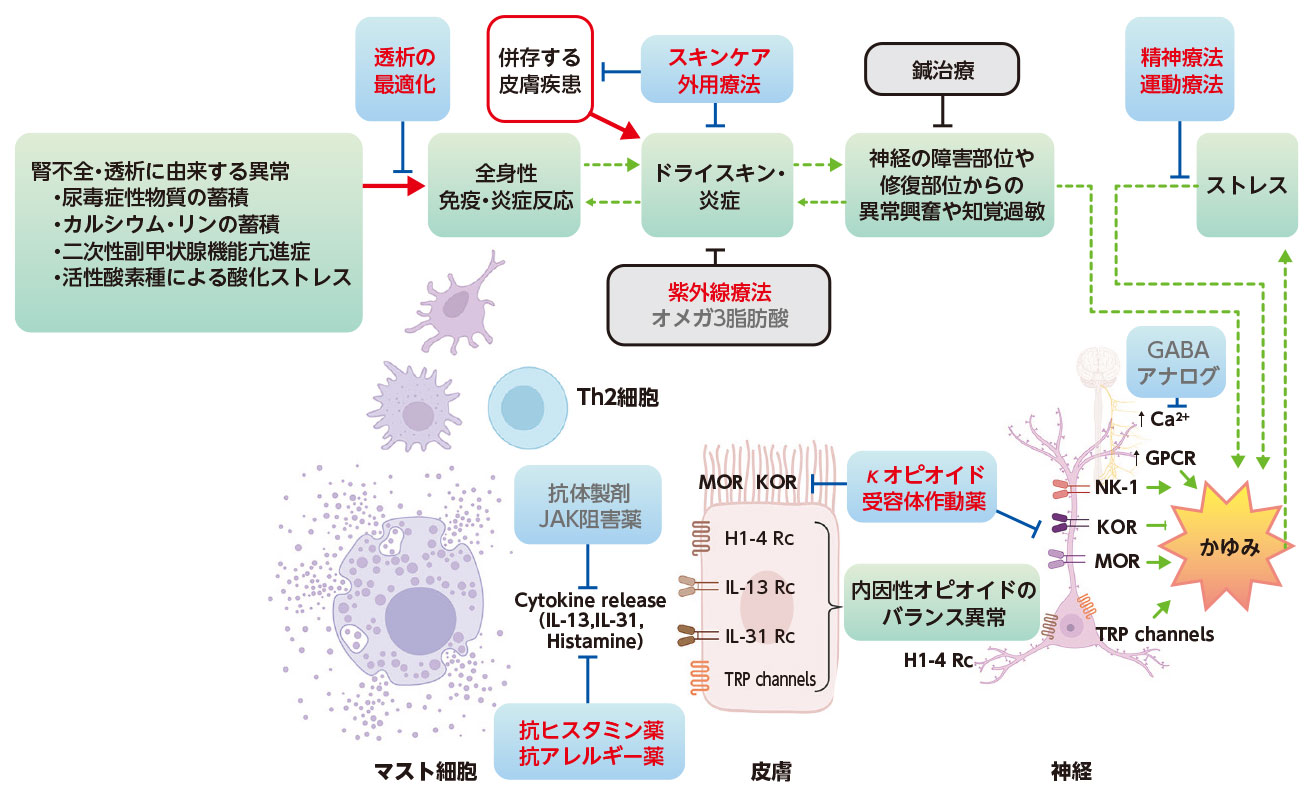 Cross Talk:かゆみに向き合う透析医療 | Derma times | 科研製薬 医療