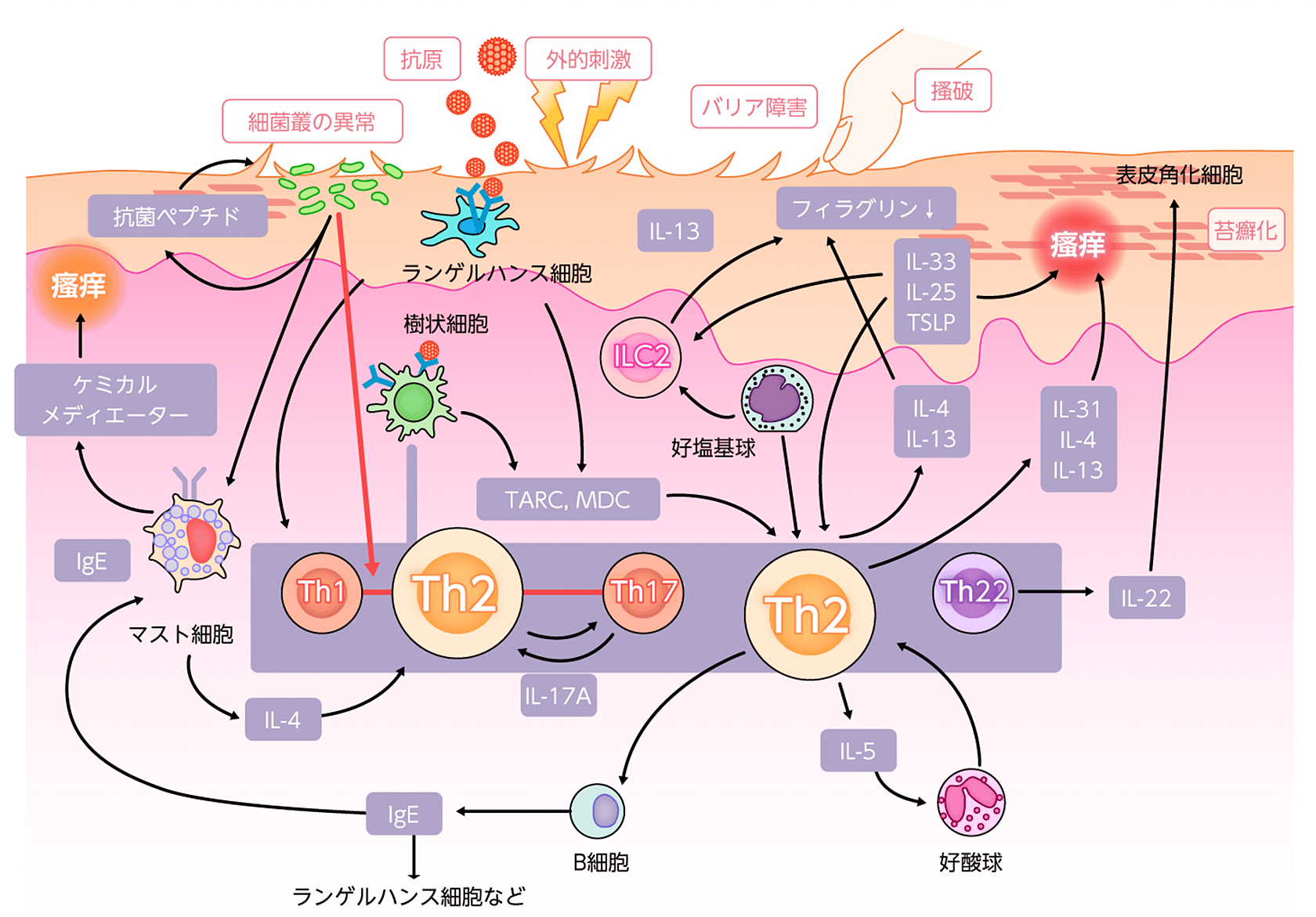明日から使える診療のTips:『アトピー性皮膚炎診療ガイドライン2024